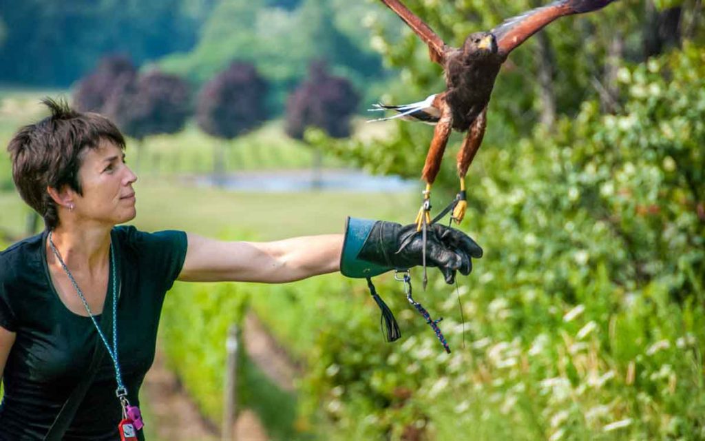 Louise with falcon