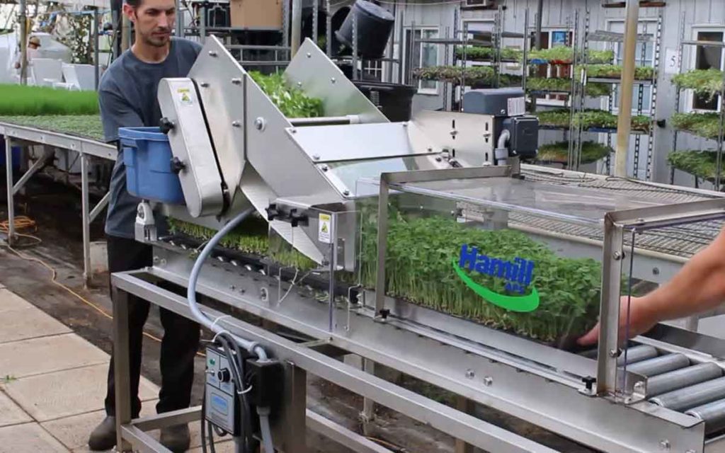 leafy greens and micro greens