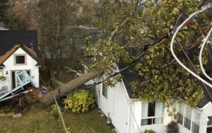 uprooted tree on house
