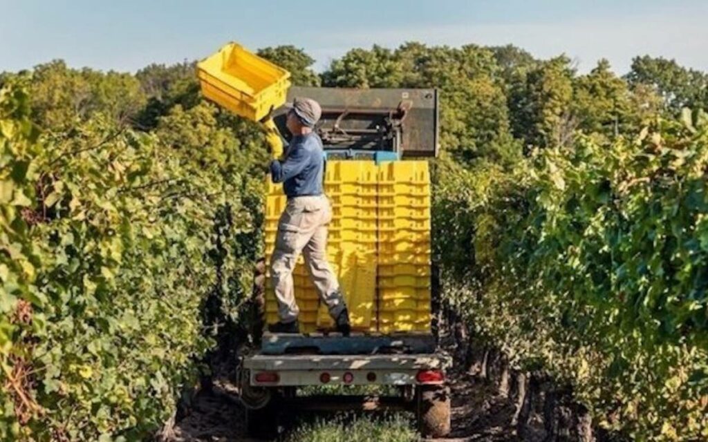 grape harvest