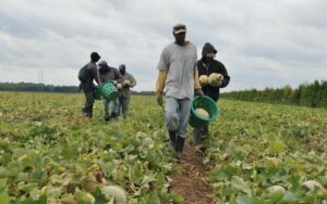Migrant agricultural worker program preparing for ‘normal’ growing season ahead