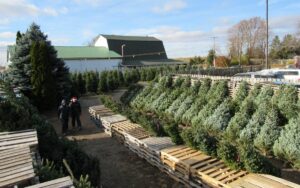 Local spots to pick up a fresh cut Christmas tree this holiday season